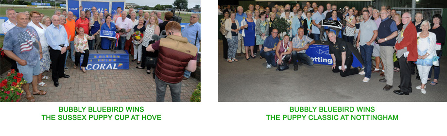 Bubbly Bluebird wins The Sussex Puppy Cup at Hove