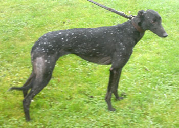 Bubbly Capel