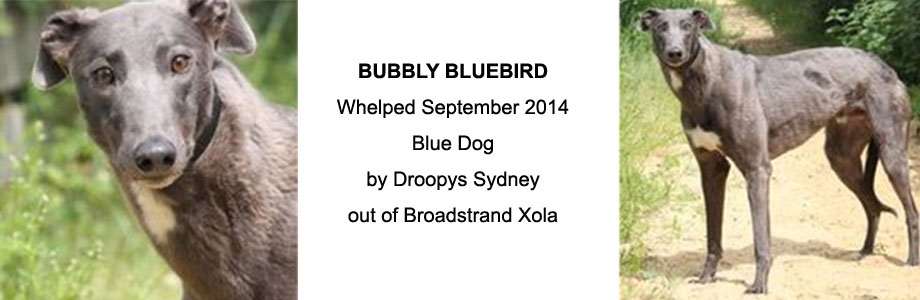 Bubbly Bluebird