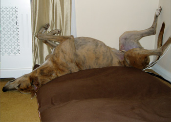 Bubbly Finbarr relaxing